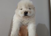 Yavru chow chow